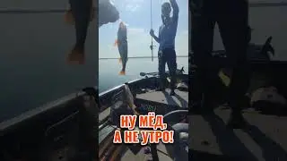 Лупим окуней! #рыбалка #fishing #shorts