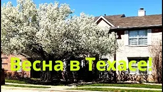 Ура! Весна в Техасе!  Разцветали яблони и груши. А гдн они? Русская жена в Америке.