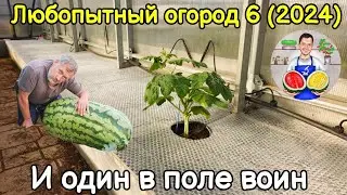 Любопытный огород 6 (2024). И один в поле воин.