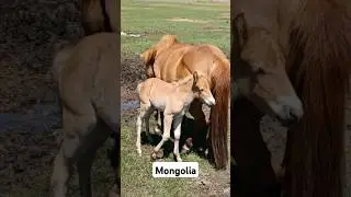 Real Mongolia