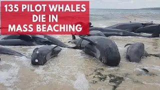 Hundreds of beached whales dead in Australia