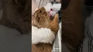 милые животные 