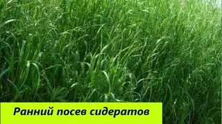 Ранний посев сидератов
