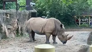 Riverbank Zoo Columbia, SC Rhino