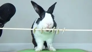 Rabbit eating banana slices ASMR