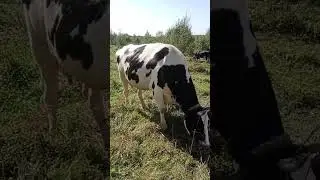 Гордость коровы. #cow #cowvideos #корова #животные #animal