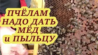 ОСМОТР ПЧЁЛ. КАК им ПОМОЧЬ?