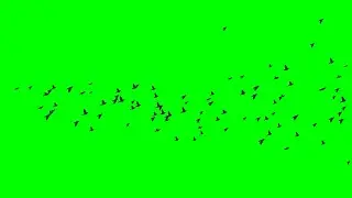 green screen birds flying video free download