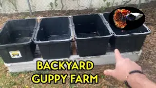 BACKYARD GUPPY FARM - BREEDING GUPPIES FOR PROFIT