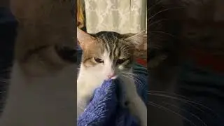 Коте от счастья в одеяло вцепился