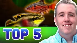 TOP 5 SEMI AGGRESSIVE AQUARIUM FISH