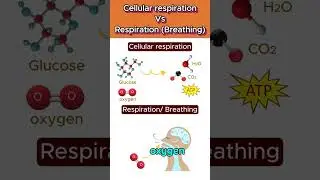 Cellular respiration Vs Respiration 🌬️🧬 #cellularrespiration  #shorts #ytshorts