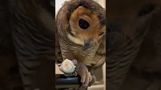 Bibib the Veterinarian Owl!🦉🩺❤️