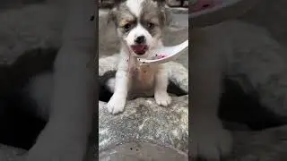 A cute puppy eating lotus seed pudding. A beautiful moment #5094 - #shorts,#dog