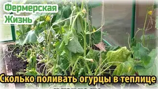 Сколько поливать огурцы в теплице и как часто