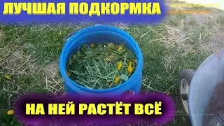 Травяной настой для подкормки.Зеленое удобрение