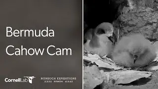 Bermuda Petrels Live! CahowCam Burrow 1 | Nonsuch Expeditions | Cornell Lab