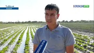 🌱 Вобкент тумани Фермерлар кенгашининг "Vobkent agro frukt tomorqa xizmat klasteri" билан ҳамкорлиги