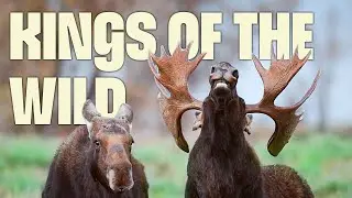 Antlered Monarchs of Europe | FULL DOCUMENTARY | Europe's Wilderness | @UltimateNatureDocs