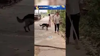 Что пёс сделал, когда заметил слепого? 😮🔥🐕