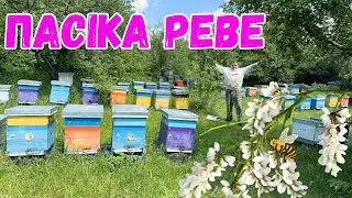 Пасіка Реве 🐝 Акацієвий медовий аромат 🌿Але вже скоро їй кирдик 🍯