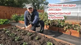 Осенняя посадка клубники- все тонкости и нюансы.