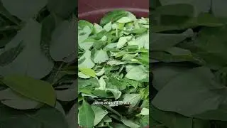 How cocaine is made