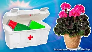 Улучшаем цветение: секреты подкормки пеларгоний и герани