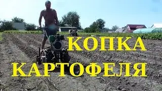 Копка картофеля переделанной копалкой. Верхом на копалке