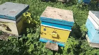 15 августа пасека заработался.