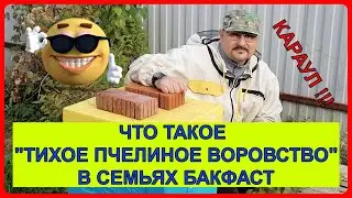 🕵️‍♂️ Как пчёлы Бакфаст 