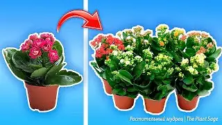 КАЛАНХОЭ РАЗМНОЖАЮ ТОЛЬКО ТАК! Секреты успешного размножения каланхоэ: легко и просто