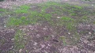 Food Plot UPDATE #2 - 6/12/23 Throw and Grow