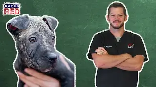 Pet 101: How to Treat Mange