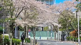 Tokyo 🌸Hanami🌸 Live Walk! Visiting some of Tokyo's Best Cherry Blossom Spots