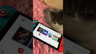 What to do first after purchasing a Nintendo Switch