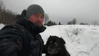 Наехал на тетеревов на снегоходе. Динго Т 150 по зимнему лесу.