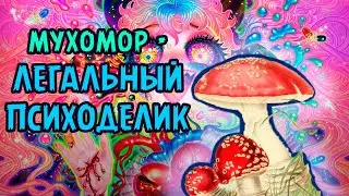 Мухоморы - Легальный ПСИХОДЕЛИК? Красный Мухомор - гриб, который могёт!