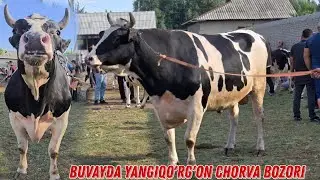 Buvayda Yangiqo'rg'on Mol Bozori 2024 Narxlarga Baxo Bering