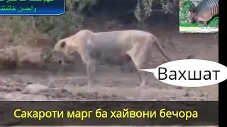Сакароти марг бубиненд хайвони бечора чигуна чон медихад. 😢😢😭
