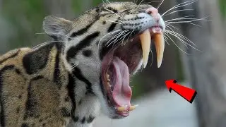 ДЫМЧАТЫЙ ЛЕОПАРД — Саблезубые Кошки Все Еще Среди Нас!
