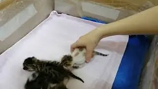 Котятам ровно 7 дней. Глаза открываются. 