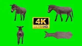 Donkey Green Screen 4k 2023 #6