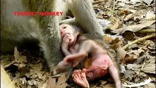 Why catch newborn Lizza like this, Pity baby Lizza, Mom Lizzy try to take good care for her baby