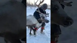 Поймали оленя за рога, чтобы покормить