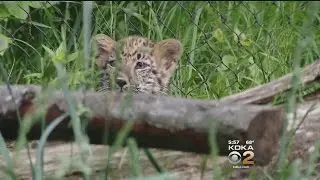 Amur Leopard Cub Getting Used To New Surroundings At Pittsburgh Zoo