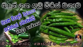 අලුත්ම විදිහට අමු මිරිස් වවමුද? කවුරුත් නොකියන රහස් | how to grow Chili #chili #agro #grow #home