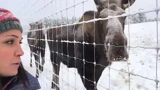 Weather reporter makes some rather large friends in the Yukon