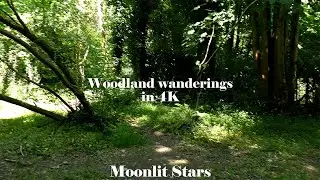 Woodland wanderings in 4K