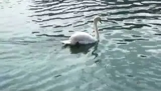 ФУТАЖ ЛЕБЕДЬ вырезанный